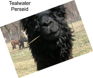 Tealwater Perseid