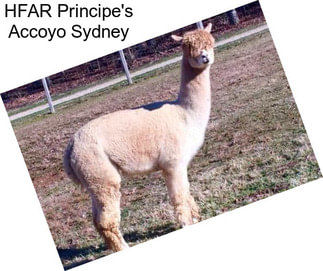 HFAR Principe\'s Accoyo Sydney