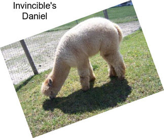 Invincible\'s Daniel