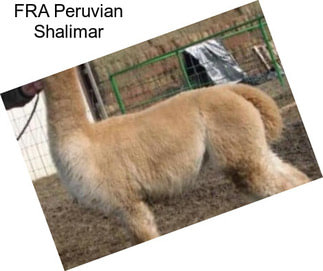 FRA Peruvian Shalimar