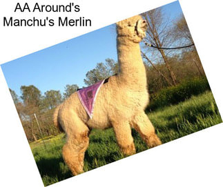 AA Around\'s Manchu\'s Merlin