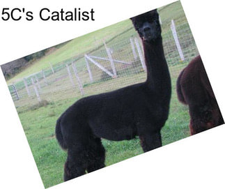 5C\'s Catalist