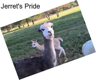 Jerret\'s Pride