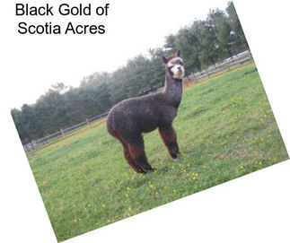 Black Gold of Scotia Acres