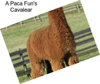 A Paca Fun\'s Cavalear