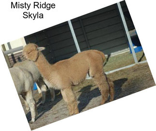 Misty Ridge Skyla