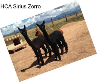 HCA Sirius Zorro