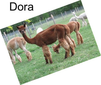 Dora