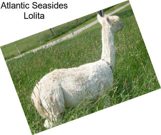 Atlantic Seasides Lolita