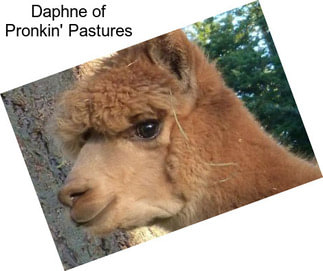 Daphne of Pronkin\' Pastures