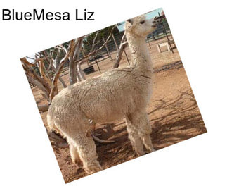 BlueMesa Liz