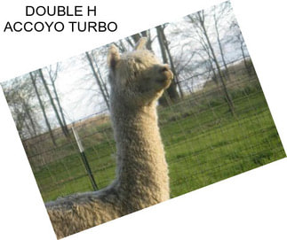 DOUBLE H ACCOYO TURBO