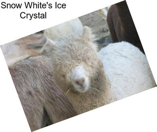 Snow White\'s Ice Crystal