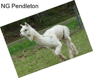 NG Pendleton