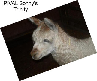 PIVAL Sonny\'s Trinity