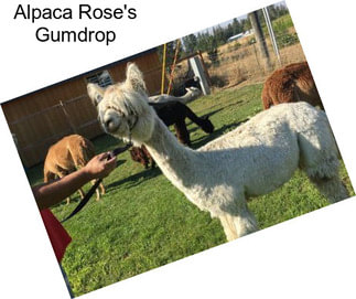 Alpaca Rose\'s Gumdrop