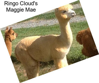 Ringo Cloud\'s Maggie Mae