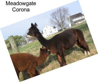 Meadowgate Corona