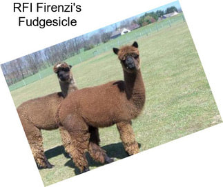 RFI Firenzi\'s Fudgesicle