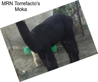 MRN Torrefacto\'s Moka