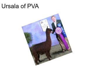 Ursala of PVA