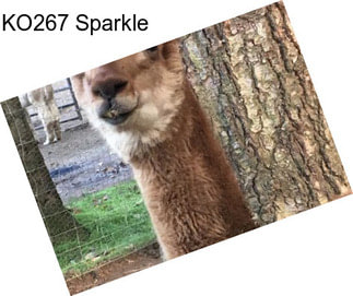 KO267 Sparkle