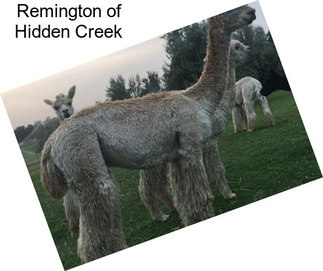 Remington of Hidden Creek