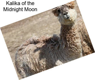 Kalika of the Midnight Moon