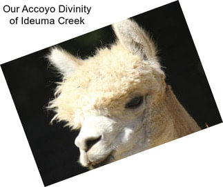 Our Accoyo Divinity of Ideuma Creek