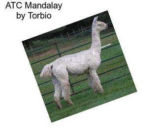 ATC Mandalay by Torbio