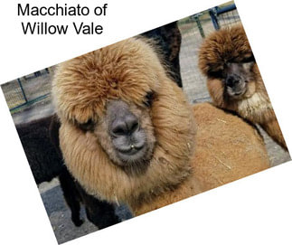 Macchiato of Willow Vale