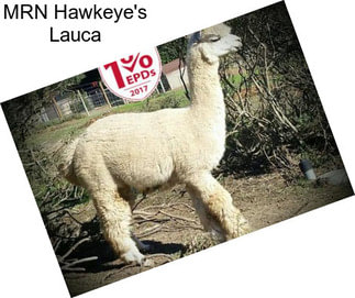 MRN Hawkeye\'s Lauca