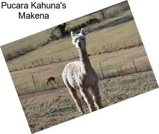 Pucara Kahuna\'s Makena