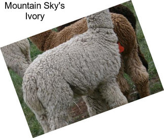 Mountain Sky\'s Ivory