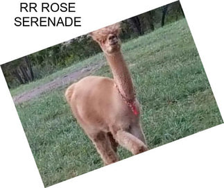 RR ROSE SERENADE