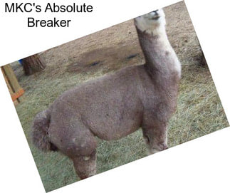 MKC\'s Absolute Breaker