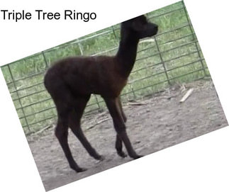 Triple Tree Ringo