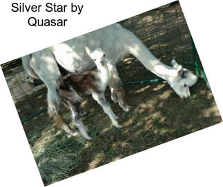 Silver Star by Quasar