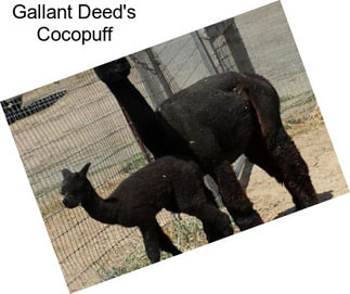 Gallant Deed\'s Cocopuff