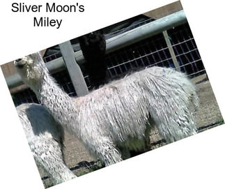 Sliver Moon\'s Miley