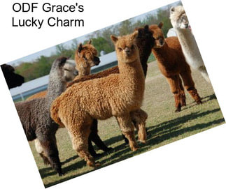 ODF Grace\'s Lucky Charm