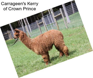 Carrageen\'s Kerry of Crown Prince