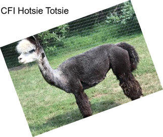 CFI Hotsie Totsie