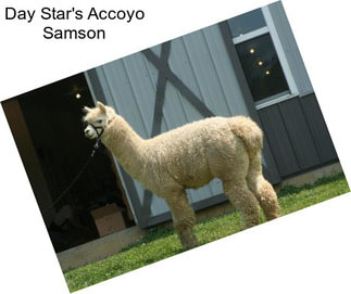 Day Star\'s Accoyo Samson