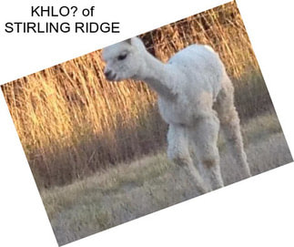 KHLO? of STIRLING RIDGE