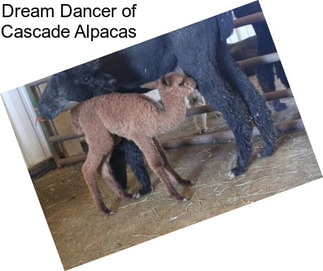 Dream Dancer of Cascade Alpacas