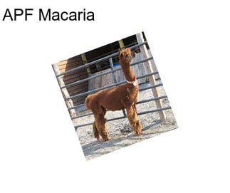 APF Macaria