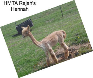 HMTA Rajah\'s Hannah