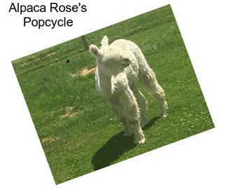 Alpaca Rose\'s Popcycle