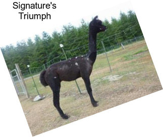 Signature\'s Triumph